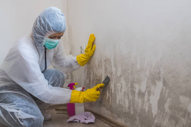 Best Water Damage & Mold Remediation  in Wormleysburg, PA