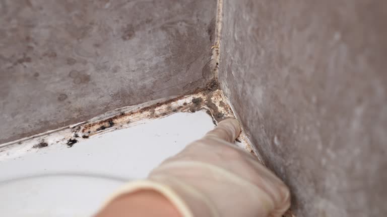 Best Forensic Mold Investigation  in Wormleysburg, PA